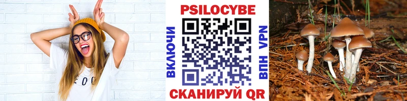 продажа наркотиков  Курлово  OMG   Псилоцибиновые грибы Cubensis 