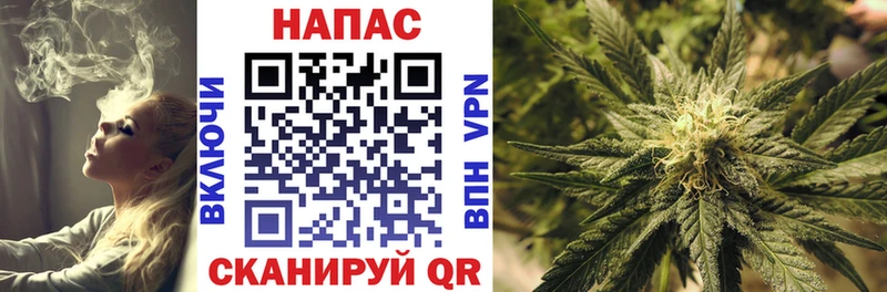 Конопля Bruce Banner  цены   Курлово 